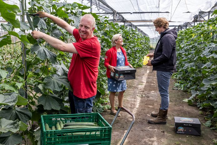 Edwin van der Spek oogst komkommers in de kas van Boeregoed aan de Baakwoning in Naaldwijk. Achter hem zijn Gabriëlle Mosch en Fred Mattern met elkaar in overleg.