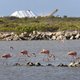 Greenpeace: Nederland doet te weinig om Bonaire te beschermen tegen bedreiging klimaatverandering