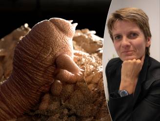 “Vanaf je 50ste heeft iedereen mijten in zijn haar”: biologe legt uit wat mijten precies zijn, en wat je kunt doen als je er last van hebt
