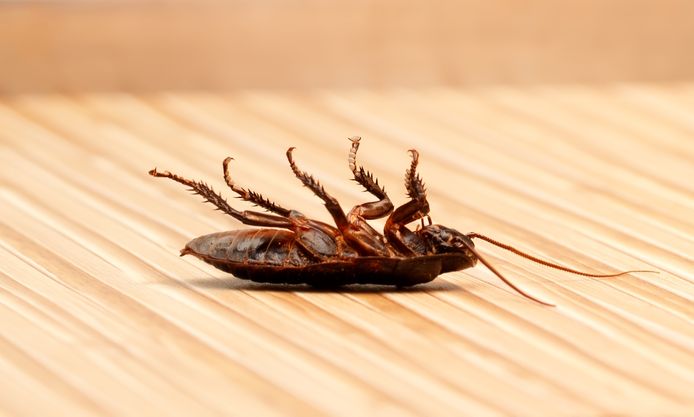 Een jonge kakkerlak kan makkelijk ongezien je huis binnenkomen.