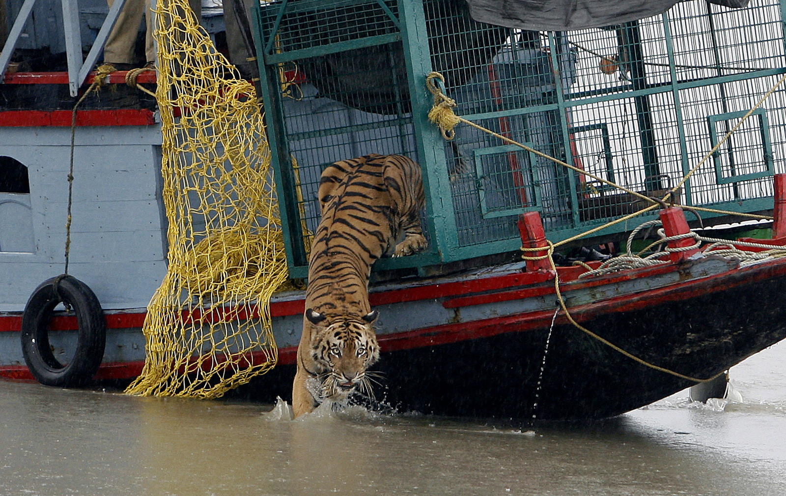 Een Bengaalse tijger springt in het water als hij wordt vrijgelaten in het nationaal park Sundarbans in Oost-India. Beeld AFP