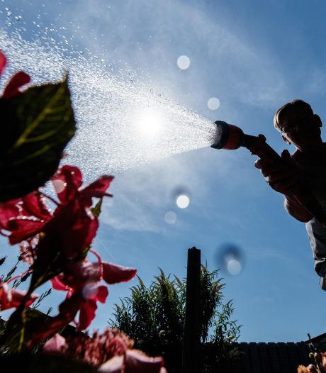 Droogte leidt ook in Breda tot keuzes: als eerste krijgt eenjarige perkplant geen water meer