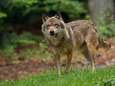 Zeven schapen dood in Nieuw-Vossemeer, boer verdenkt wolf: ‘Buik lag open’