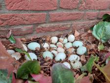Mysterie bij huis in Rijssen: waar komen deze 22 eitjes ineens vandaan? ‘Ik moest en zou het weten’