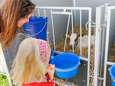 Kalfje geboren op de Rotterdamse Floating Farm