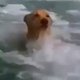 Lief: hondje wordt gered door dolfijn