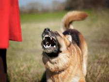 Honderd hechtingen nodig voor herstel van in hoofd gebeten meisje (8): OM eist dat hond spuitje krijgt