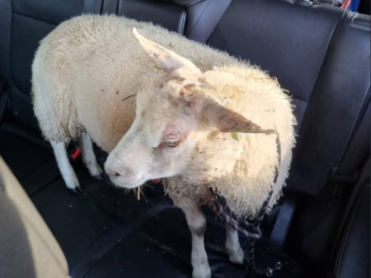 Hoe een schaap uit Liessel op de achterbank van een politieauto belandde