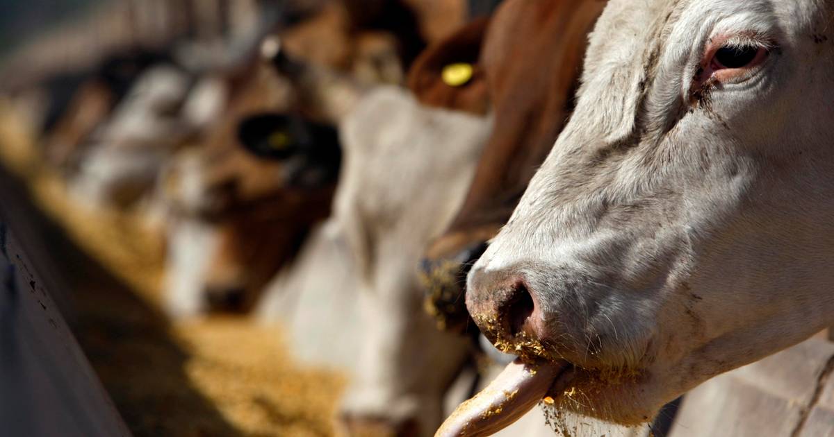 Seaweed in feed can reduce methane emissions from farming cows by 82 percent |  Animals