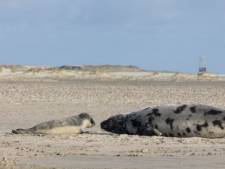 Un bébé phoque de l’Arctique naît aux Pays-Bas, la plage immédiatement fermée durant quelques jours