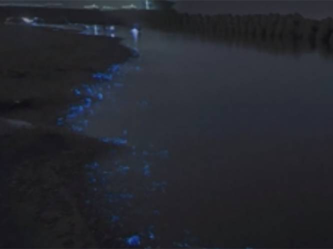 Magisch: Japanse kust kleurt 's nachts fluoblauw door deze kleine inktvisjes