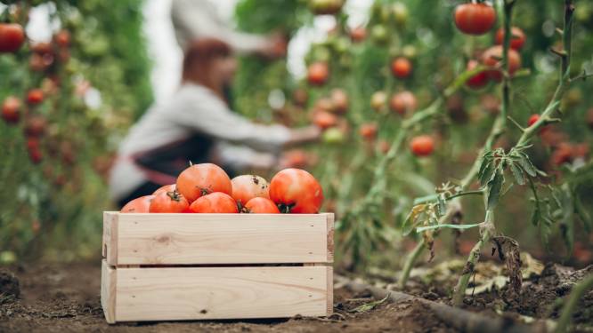 Supermarkten willen nu zelf ook weten hoe schimmig de wereld achter de blikjes tomaten is