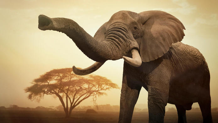 La Terre A Perdu 60 De Ses Animaux Sauvages En 44 Ans - 