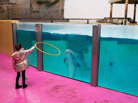 Jonge dolfijn Ori sterft in Boudewijn Seapark: 30ste dolfijn die in dolfinarium overlijdt