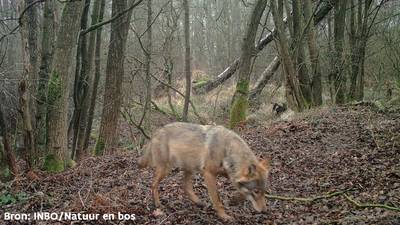 Demir sust: “Nog steeds maar één roedel wolven in Vlaanderen”