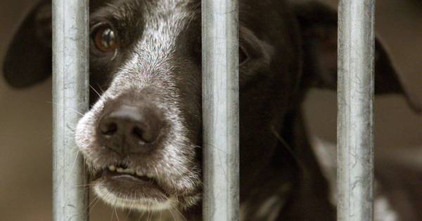 Hond overleden nadat hij urenlang oververhit op het balkon lag - BD.nl