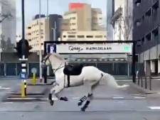 Hoe gaat het nu met die schimmel die tijdens de rellen in Eindhoven op hol sloeg?