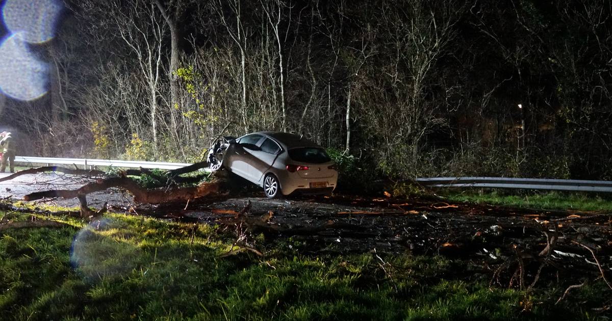 Automobilist klapt bovenop omgevallen boom op de N99 bij Hippolytushoef