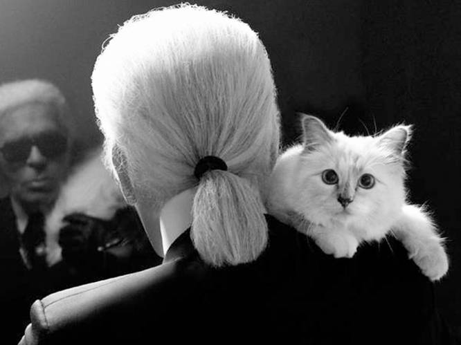 Bijna 1 jaar na de dood van baasje Karl Lagerfeld: hoe gaat het met zijn kat Choupette?