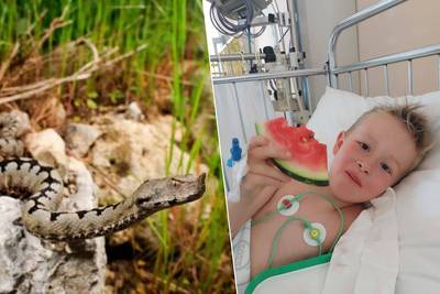 Thibaut, 6 ans, s’est fait mordre par le “serpent le plus venimeux d’Europe”: “Les médecins nous ont dit qu’il n’allait peut-être pas s’en sortir”