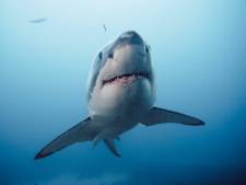 Nouvelle attaque mortelle de requin en Nouvelle-Calédonie