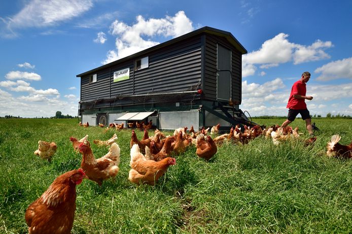 Dollar veiligheid Londen Deze boer heeft een rijdend kippenhok met zonnepanelen: 'Mijn beestjes  hebben alle ruimte. Dat proef je in het ei' | Hartstocht | AD.nl
