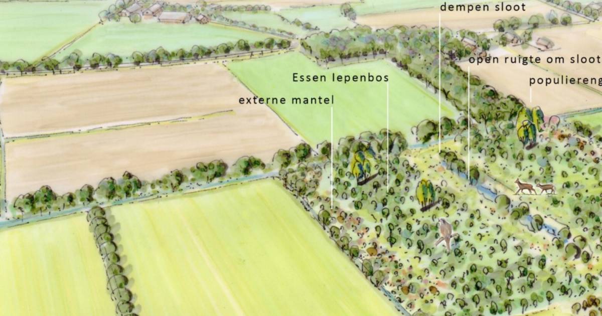 Vorden krijgt er een stukje bos bij: goed voor de biodiversiteit en het vasthouden van water - De Ge