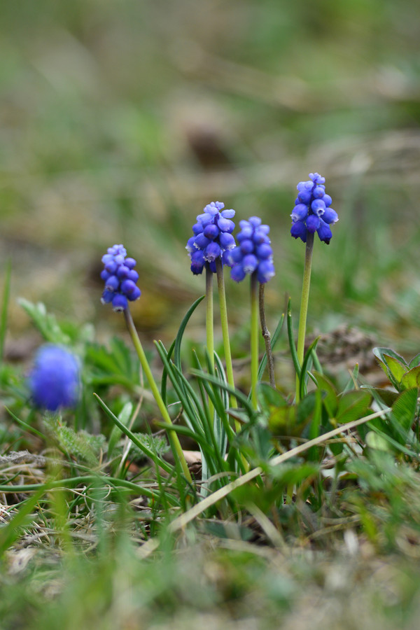 'Blue Spike': gevuldbloemig 'Cantab': helderblauw.