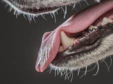Vrouw doodgebeten door hond in Engeland, man zwaargewond