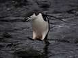 Greenpeace: "Aantal stormbandpinguïns op Antarctica afgelopen 50 jaar gedaald" 