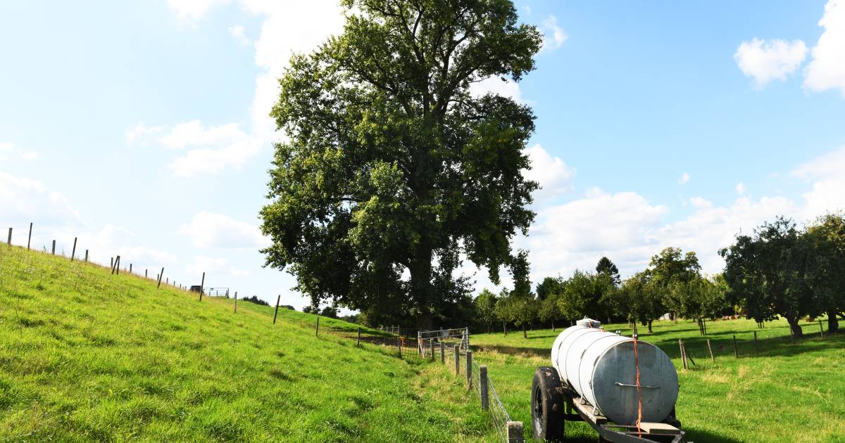 Zwarte populier Opijnen genomineerd als boom van het jaar