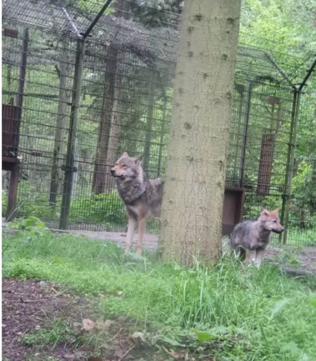 Deux loups s’échappent d’un parc animalier aux Pays-Bas: “Il est passé à cinq mètres, j’étais morte de peur”