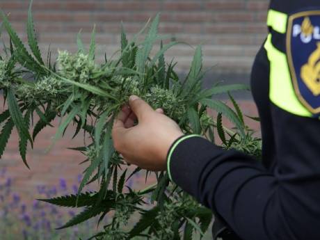 Hennepkwekerij bij toeval ontdekt in Axel