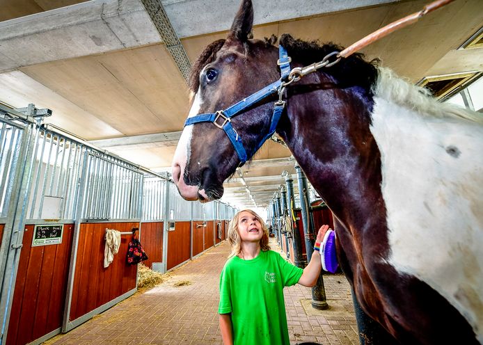 Deze kinderen 'vieren vakantie' manege: 'Paarden oordelen niet' | | AD.nl