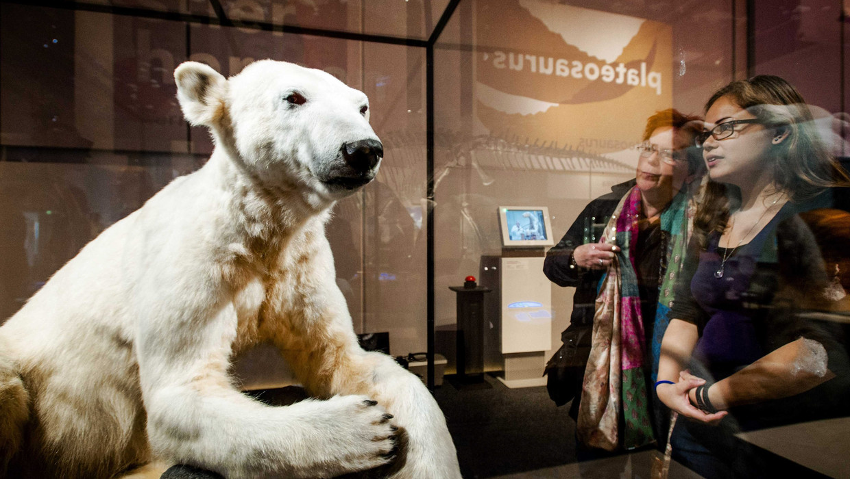 De opgezette ijsbeer Knut in Naturalis in Leiden in juni 2013. Beeld EPA