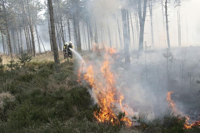 De brandweer probeert een natuurbrand te blussen op de Neterselse Heide in de Kempen (Noord-Brabant). Beeld ANP