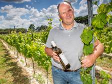Waarom Brabantse wijn nu wél lekker is