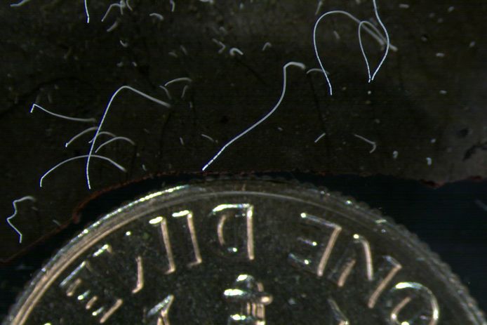 Dunne sliertjes van de bacterie naast een muntstuk