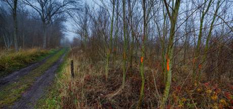Kapitale blunder in Zalkerbos; 1700 exotische iepen moeten weg