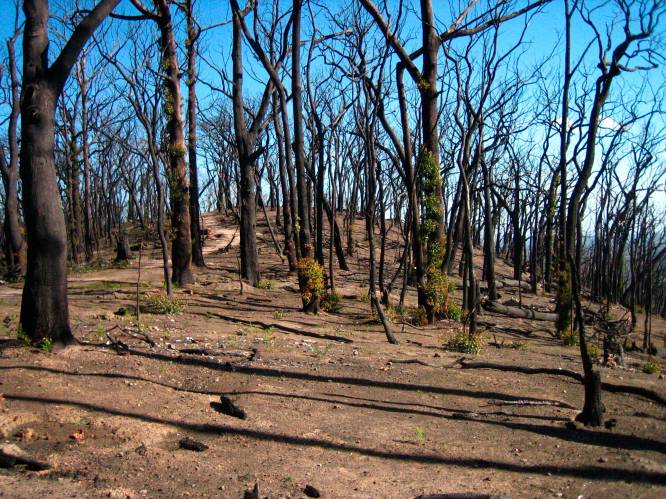 20 procent van Australische bossen vernietigd door recente bosbranden
