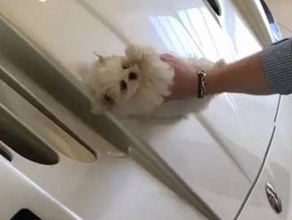 Rijkeluiszoon poetst Maserati met puppy: mishandeling?