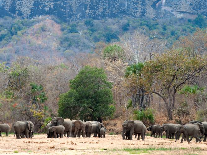 Elk jaar opnieuw werden in Afrikaans reservaat duizenden olifanten gedood, nu al een heel jaar zonder stroperij: “Enorm hoopgevend”