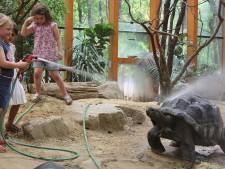Warme douche voor reuzenschildpadden in DierenPark Amersfoort