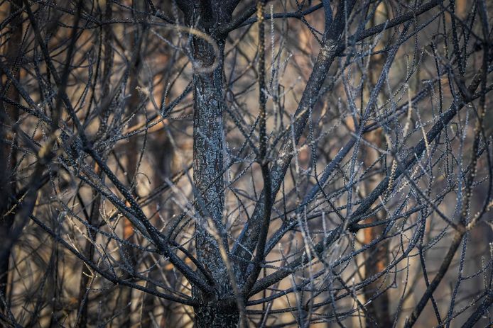 Aan het Leenderfietspad in Eindhoven is zaterdagavond rond 19.35 uur een ‘zeer grote natuurbrand’ ontstaan.