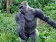 Gorilla danst ballet in Engelse zoo