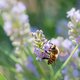 Red de bijen: plant déze bloemen en planten in je tuin