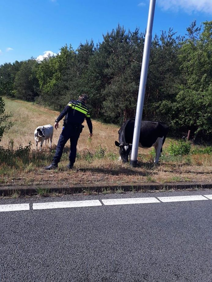 De koe kwam er met een waarschuwing vanaf.
