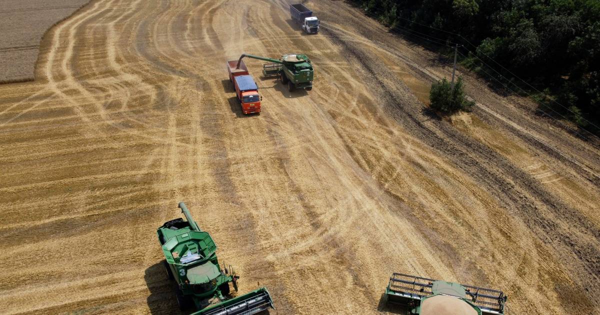 Cresce la paura della fame: “Le esportazioni di grano ucraine si fermeranno se la guerra durerà più a lungo” |  All’estero