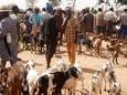 De zustergemeente van Mol, Kara Kara in Niger, start met een wekelijkse dierenmarkt.