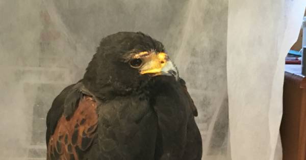 Ontsnapte woestijnbuizerd Chinook is weer terug bij baasje Jolande in Westendorp